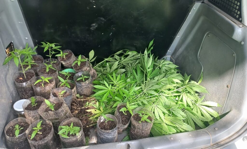 Denúncia leva polícia a apreender 62 pés de maconha em terreno de propriedade