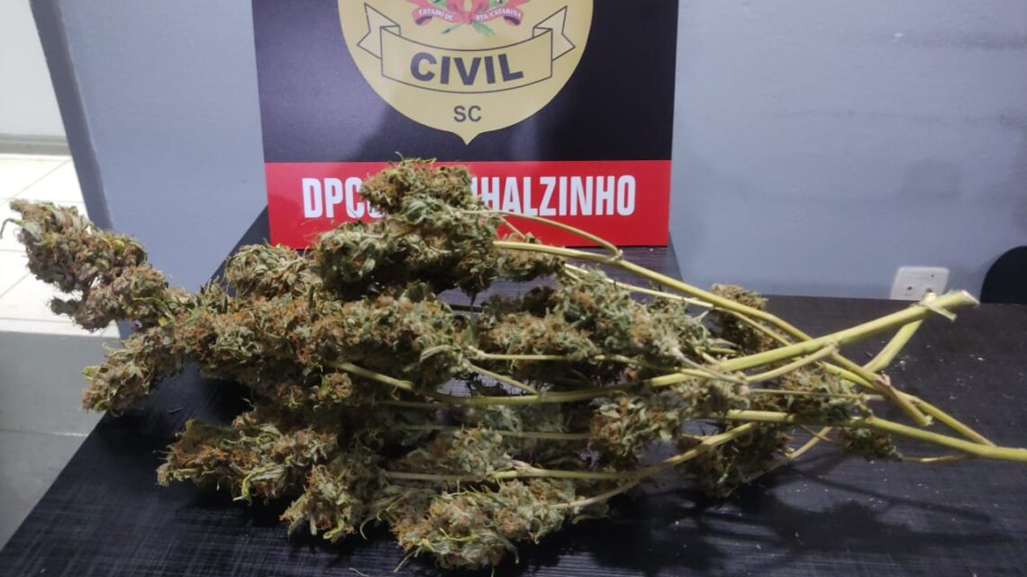 Mãe e filho são presos após polícia encontrar plantação de maconha em estufa