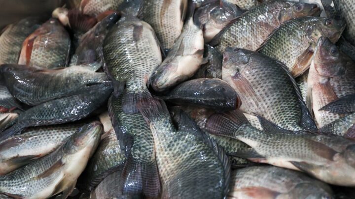 Governo de SC proíbe entrada e comercialização de tilápia do Vietnã para blindar produção estadual contra vírus exótico