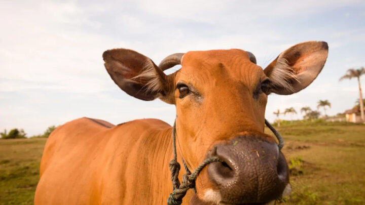 Caso de raiva bovina é confirmado em cidade de SC