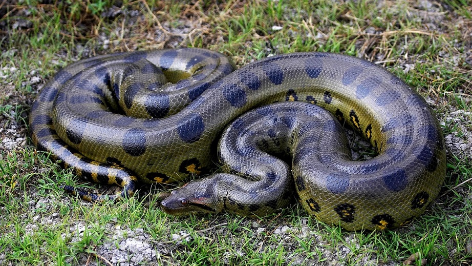 Depois de ser atacado homem ‘revida’ e morde cobra