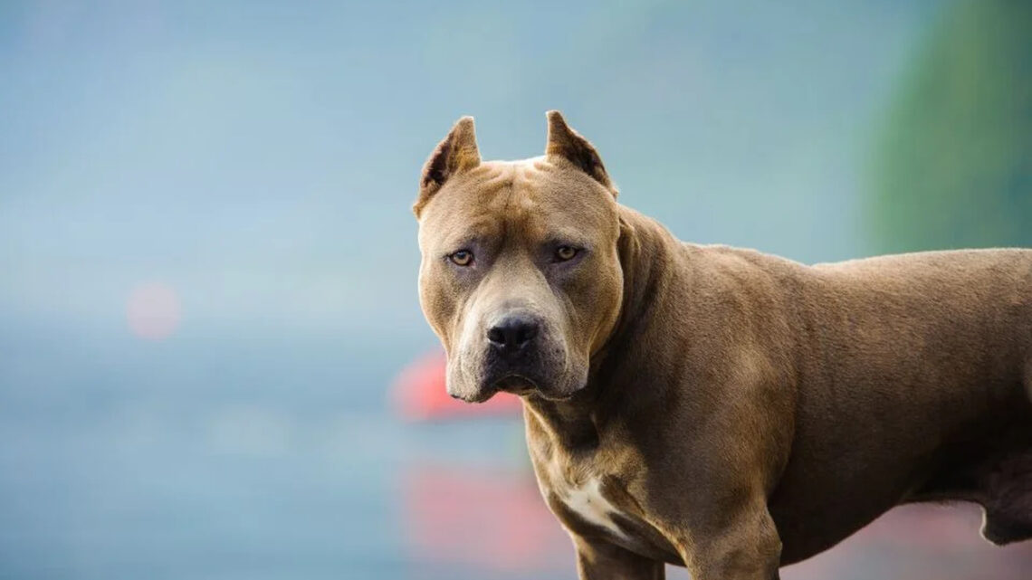 Embriagado, homem usa pitbull para ameaçar policiais após denúncia de perturbação do sossego