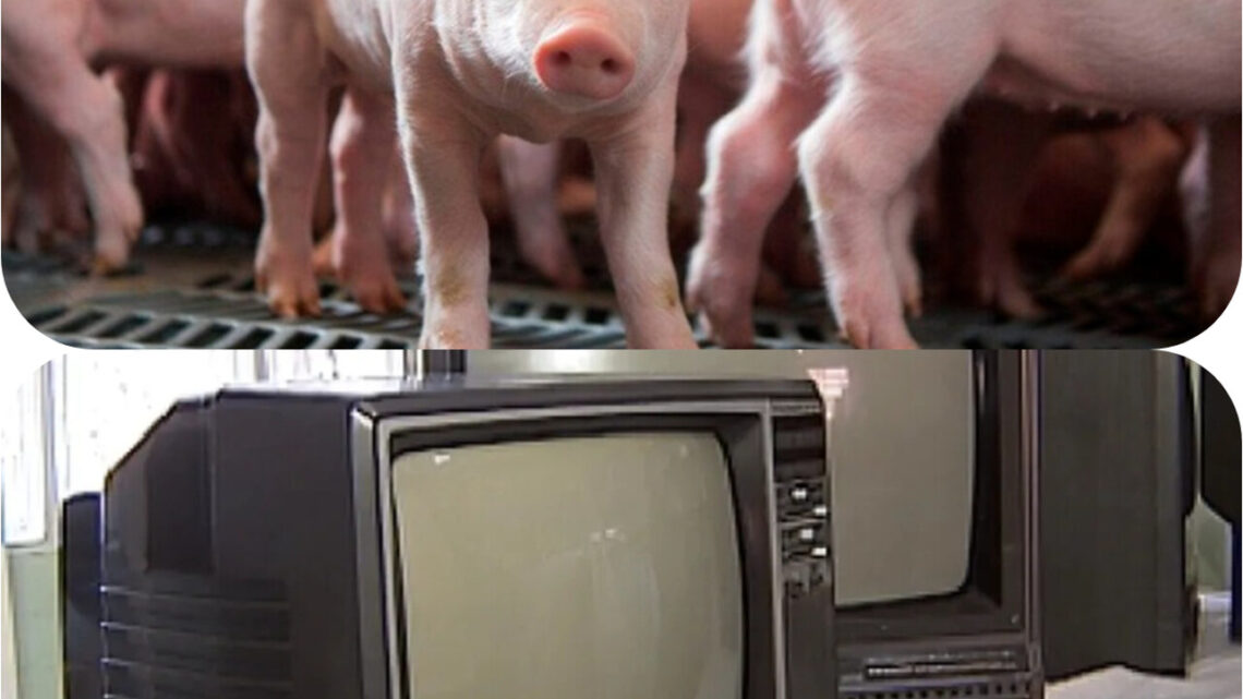 Casal é detido suspeito de furtar TV e suínos em propriedade rural