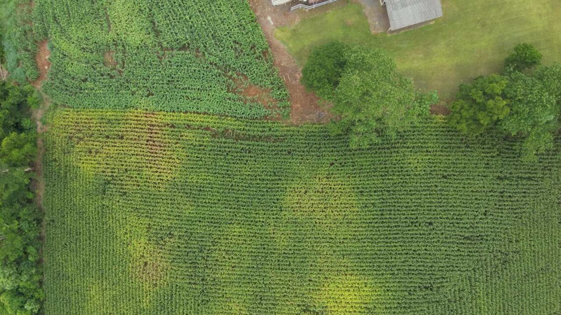 Drone com câmera térmica localiza vítima desaparecida em milharal no interior de Itapiranga