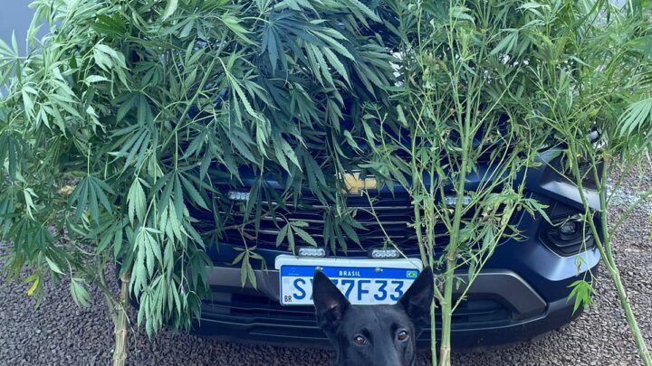 Guarda Municipal apreende pés de maconha no bairro Efapi