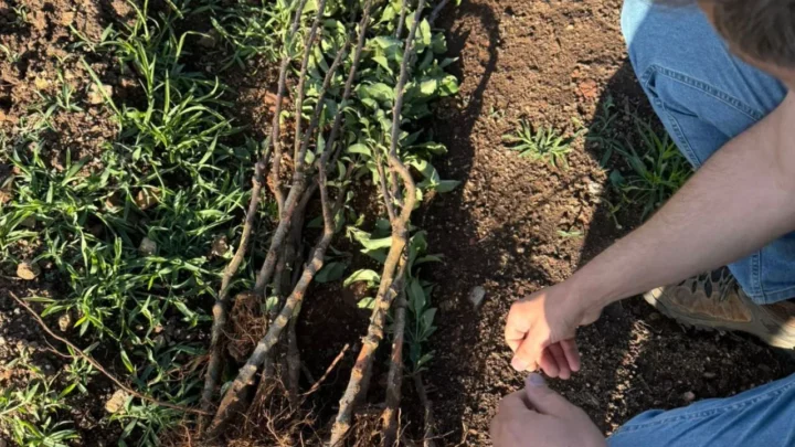 Ladrões furtam gado e mais de mil mudas de maçã na Serra de SC