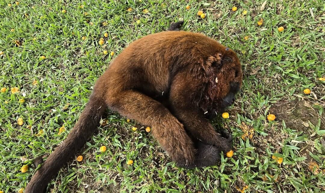 Polícia Militar Ambiental resgata macaco-bugio ferido em São José do Cerrito
