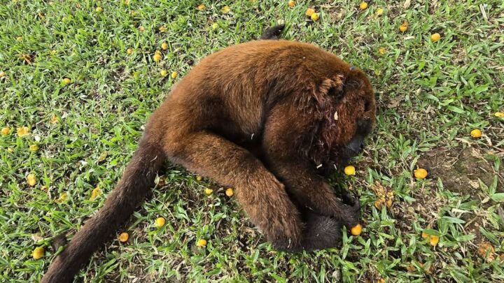 Polícia Militar Ambiental resgata macaco-bugio ferido em São José do Cerrito