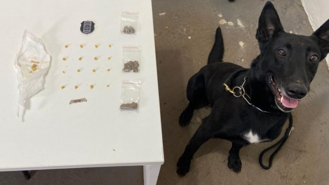 Homem de 34 anos é preso pela Guarda Municipal por tráfico de drogas em Chapecó