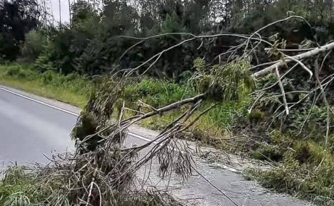 Queda de árvores bloqueia parcialmente a SC-114 após fortes ventos
