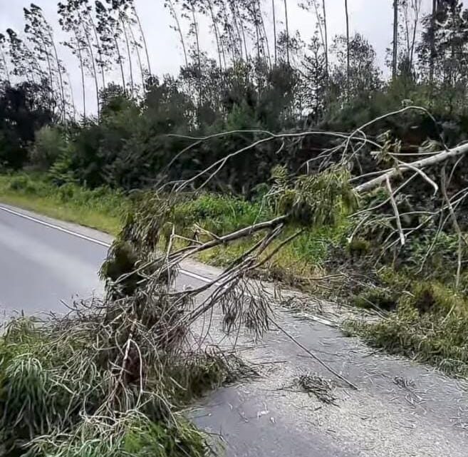 Queda de árvores bloqueia parcialmente a SC-114 após fortes ventos