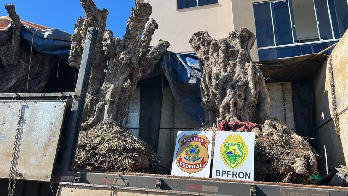 PF prende duas pessoas e apreende caminhão carregado com seis árvores oliveiras na fronteira com a Argentina