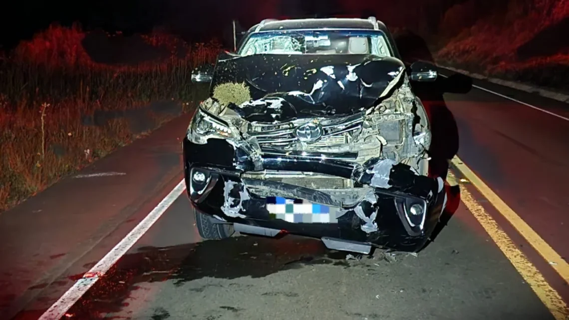 Animal solto na pista causa acidente em Capão Alto