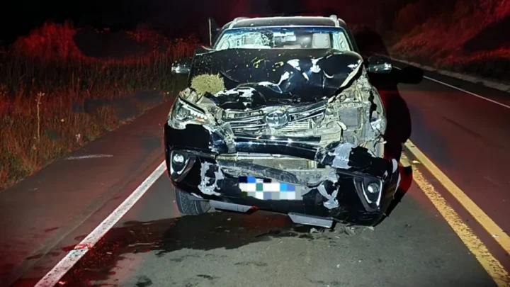 Animal solto na pista causa acidente em Capão Alto