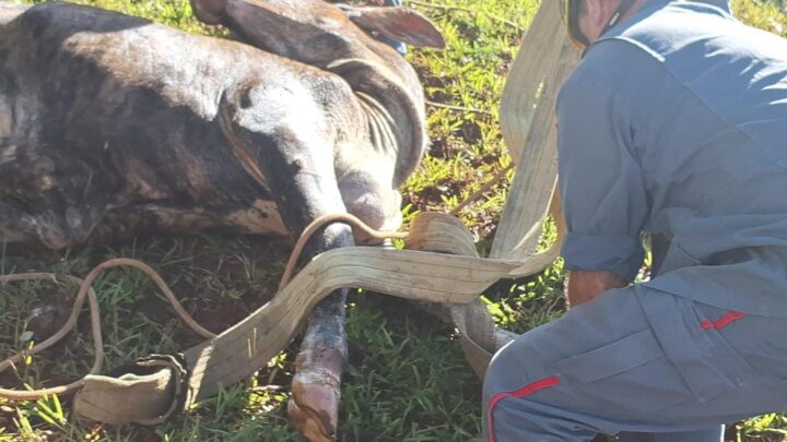 Bombeiros resgatam bovino preso em poço em Ipira