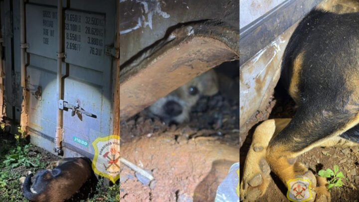 Bombeiros resgatam cães presos em contêineres em Caçador