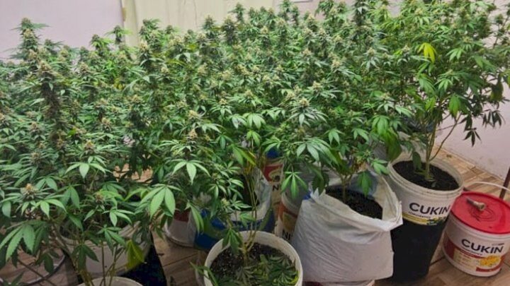 Polícia Militar apreende estufa com pés de maconha em Imbituba