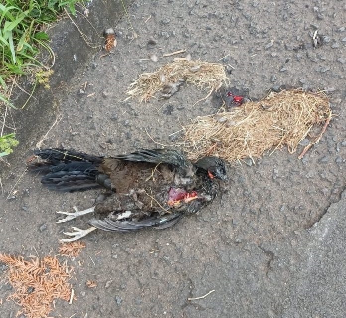 Ave provoca curto e deixa parte de Concórdia sem energia elétrica