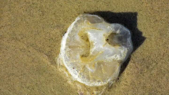 Acidentes com águas-vivas quase dobram em uma semana nas praias de SC