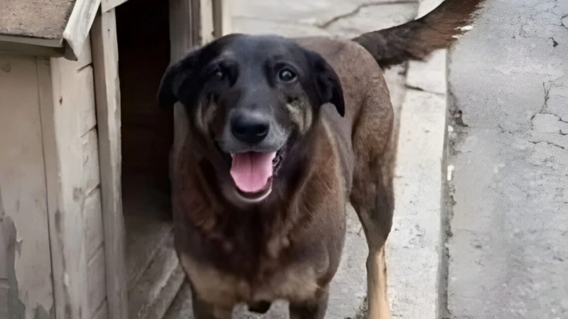 Cão Orelha: Polícia Civil indicia três familiares de adolescentes e apresenta avanços da investigação durante coletiva