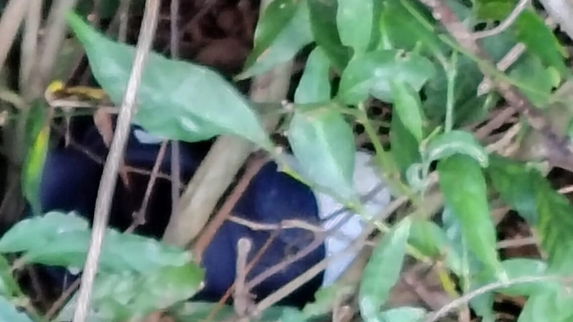 Corpo decapitado é encontrado sem a cabeça em área de mata em SC