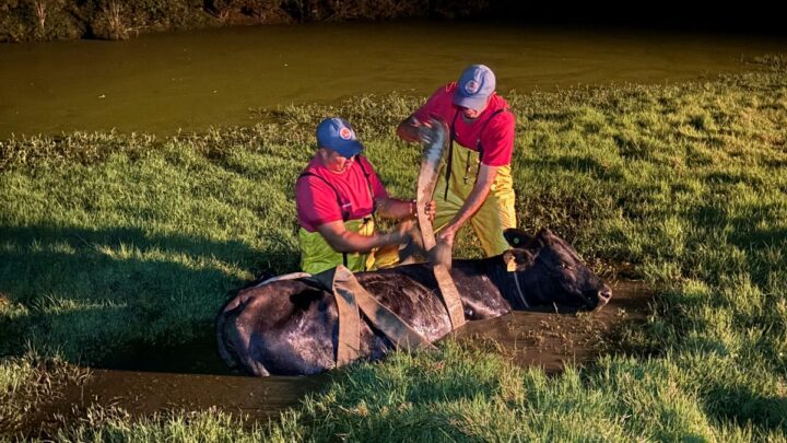 Bombeiros resgatam vaca atolada em açude durante a madrugada em Papanduva
