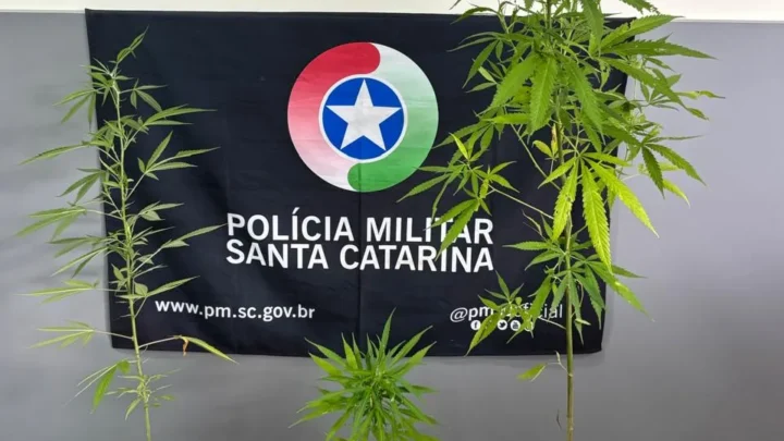 Pés de maconha são apreendidos em residência no bairro Industrial em Seara