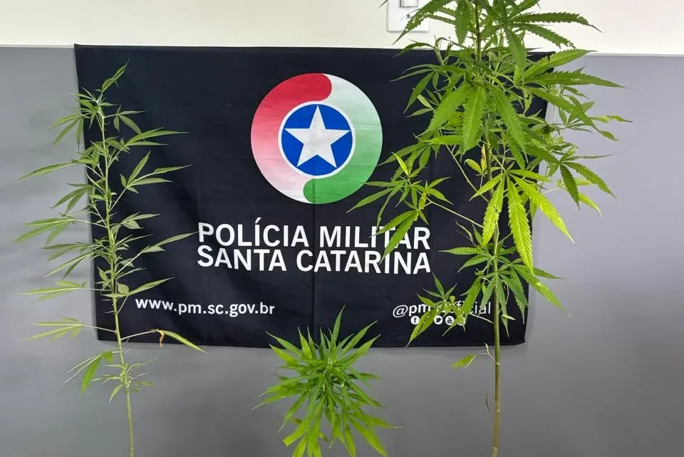Pés de maconha são apreendidos em residência no bairro Industrial em Seara
