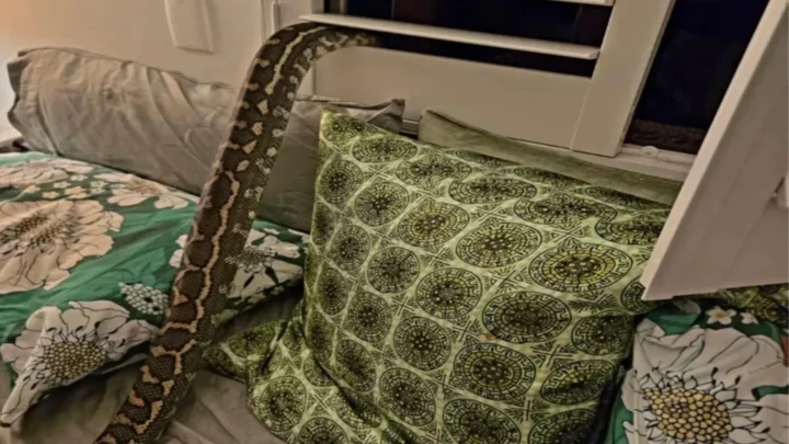 Mulher acorda com cobra píton de 2,5 m em cima dela