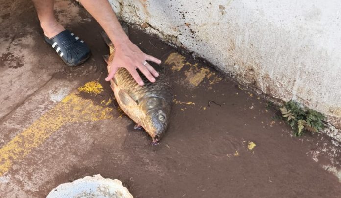Peixe é localizado em estrutura da prefeitura após alagamentos em Concórdia