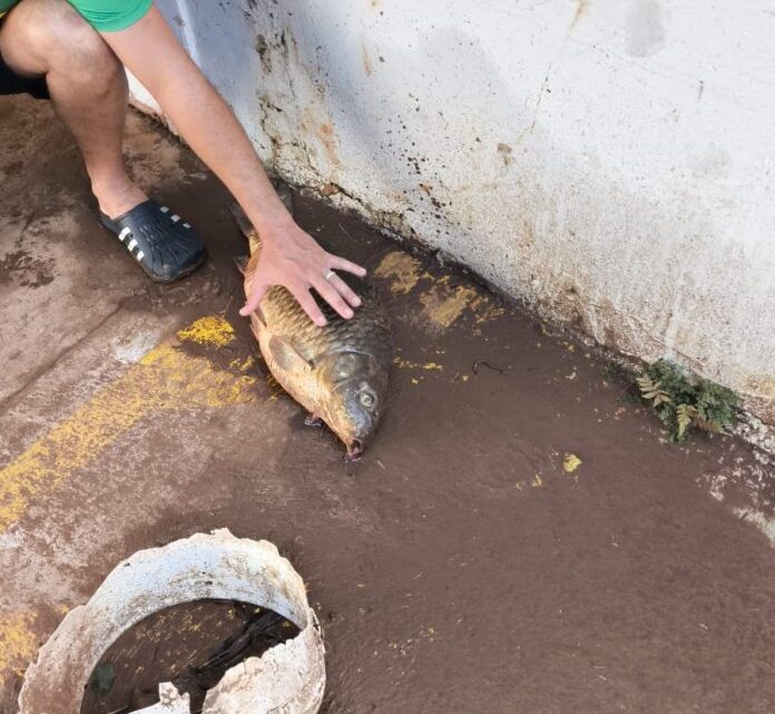 Peixe é localizado em estrutura da prefeitura após alagamentos em Concórdia