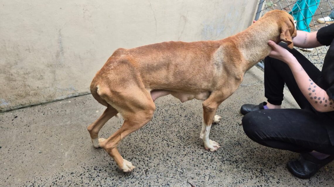 Polícia Civil prende homem por maus-tratos a animais e posse ilegal de arma em SC; veja as imagens