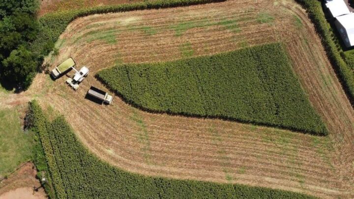 Programa de Silagem fortalece a bovinocultura leiteira e projeta cerca de 2 mil hectares na safra 2025/2026 em Xaxim