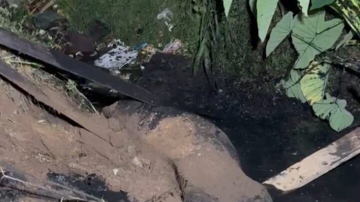 Bombeiros resgatam égua que caiu em córrego às margens da BR-282 em Lages