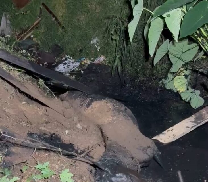 Bombeiros resgatam égua que caiu em córrego às margens da BR-282 em Lages