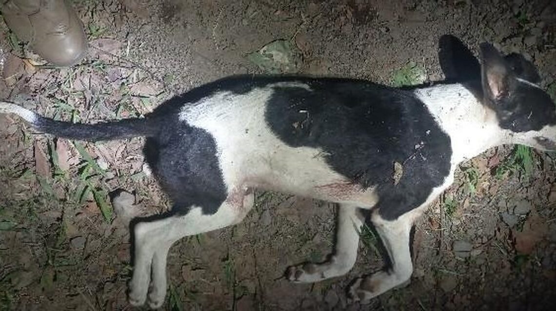 Cachorro é ferido por disparo e Polícia Militar atende ocorrência de maus-tratos em SC