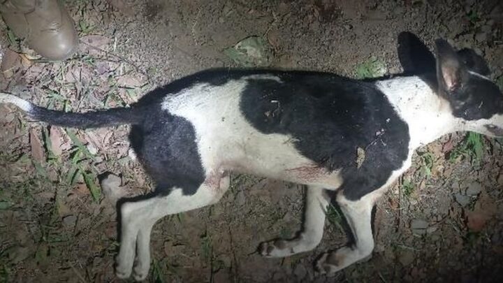 Cachorro é ferido por disparo e Polícia Militar atende ocorrência de maus-tratos em SC