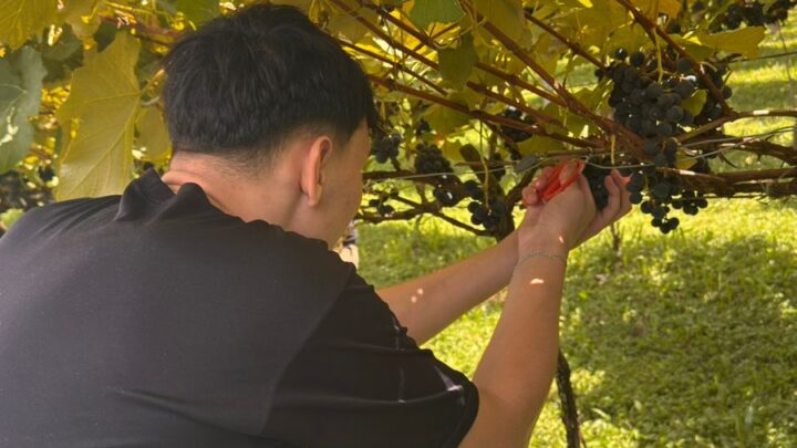 Crianças do Abrigo participam de colheita de uva em Chapecó