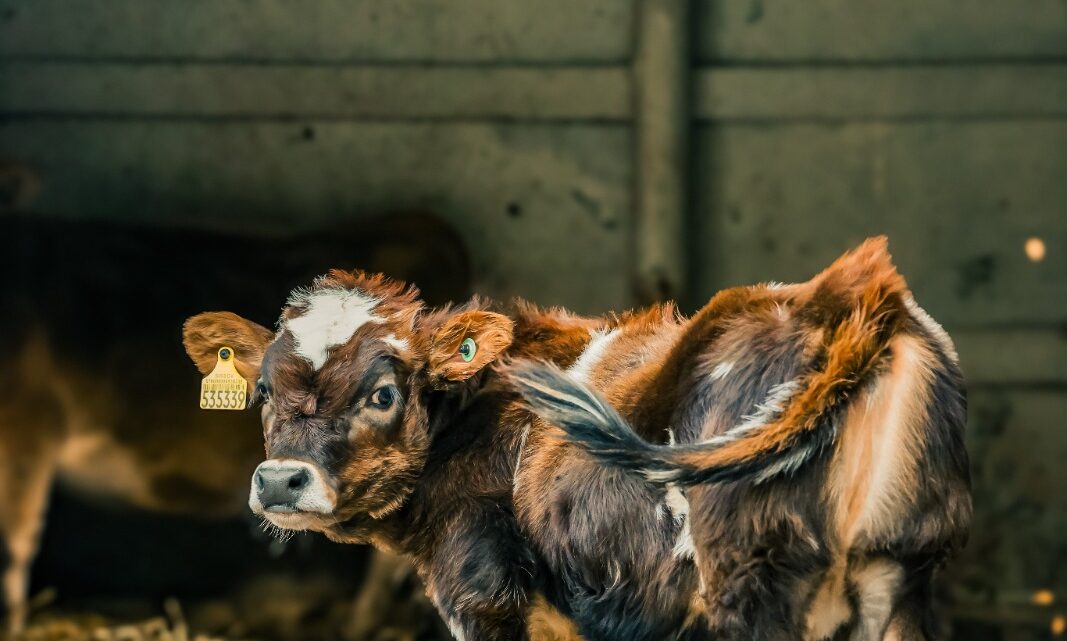 Mini animais são atração confirmada para ExpoFemi 2026