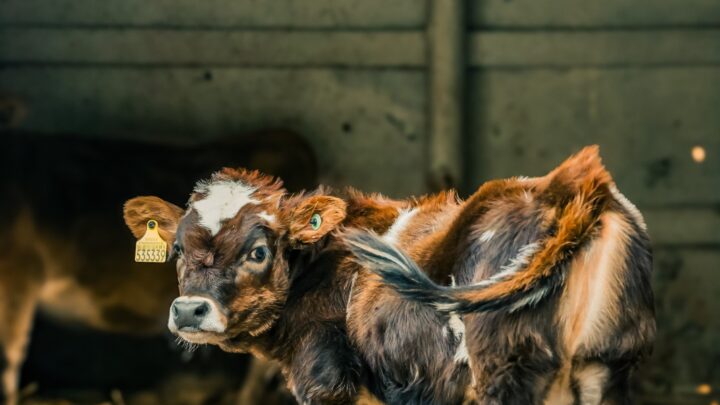 Mini animais são atração confirmada para ExpoFemi 2026