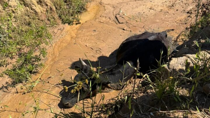 Bovino é resgatado após ficar atolado em vala em Içara