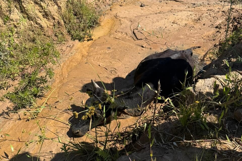 Bovino é resgatado após ficar atolado em vala em Içara
