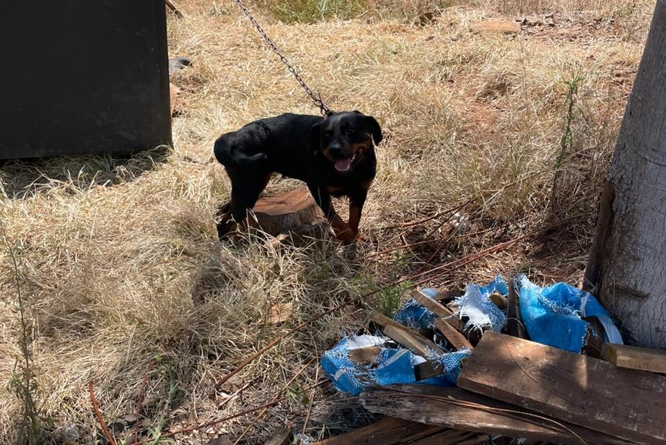 Polícia Civil apura denúncia de maus-tratos a cães em Paial
