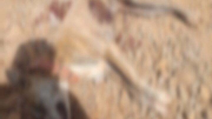 Cachorro é morto a tiros e Polícia Militar atende ocorrência no interior de Campos Novos