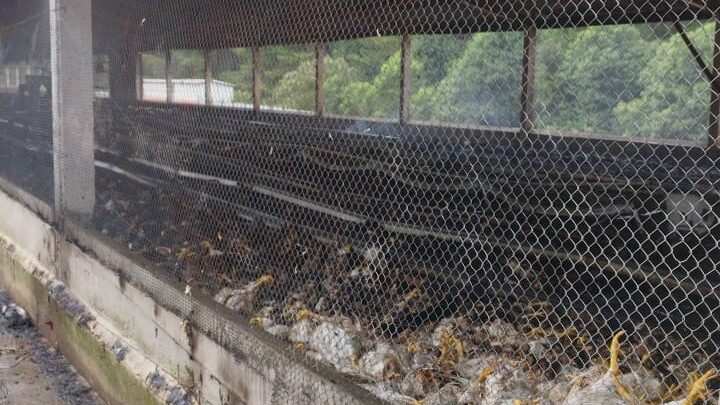 Incêndio destrói galinheiro e causa morte de cerca de 7 mil aves em Campos Novos