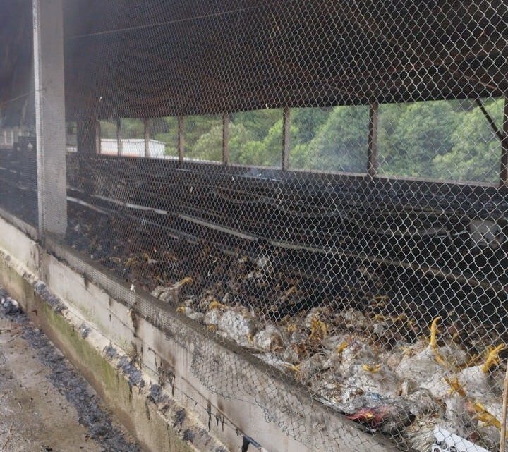 Incêndio destrói galinheiro e causa morte de cerca de 7 mil aves em Campos Novos