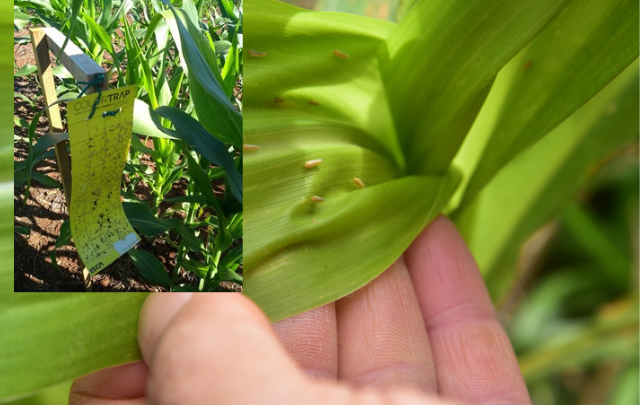 Infestação de cigarrinha-do-milho cresce em Santa Catarina e eleva risco às lavouras