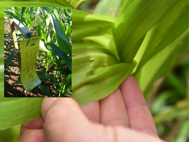 Infestação de cigarrinha-do-milho cresce em Santa Catarina e eleva risco às lavouras