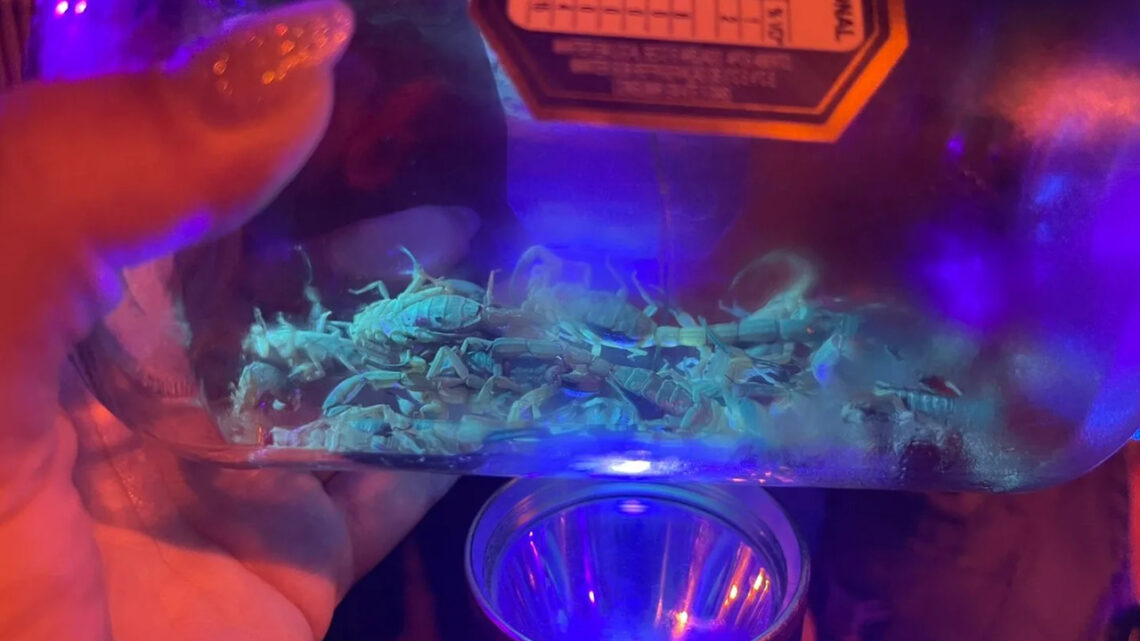 Cidade de SC intensifica ações de monitoramento após surto de escorpiões