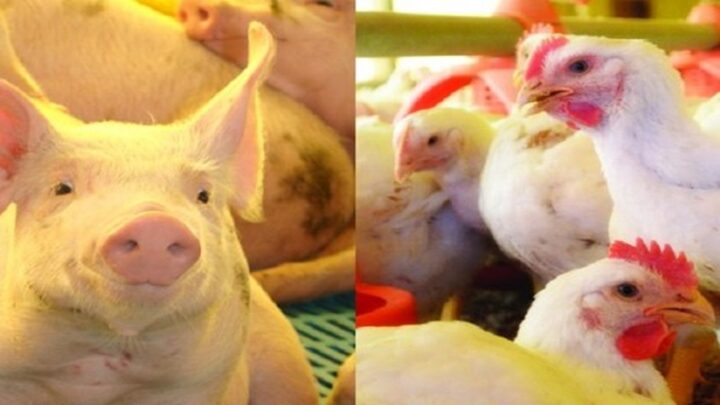 Santa Catarina exporta 2 milhões de toneladas de carnes em 2025 e bate recorde histórico no comércio internacional do setor